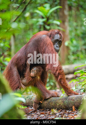 Baby orangutan e madre in un habitat naturale. Bornean orangutan (Pongo pygmaeus wurmbii) nella natura selvaggia. La foresta pluviale tropicale dell'isola di Borneo. Foto Stock