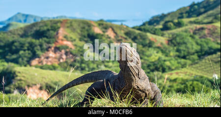 Drago di Komodo. ( Varanus komodoensis ) più grande del mondo che vive la lucertola in habitat naturali. Isola di Rinca. Indonesia. Foto Stock