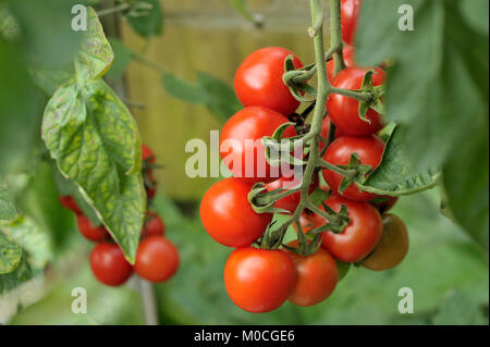 Travatura di ripe Alicante pomodori sulla vite in un giardino serra. Foto Stock