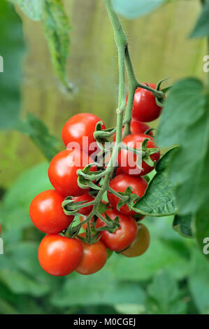 Travatura di ripe Alicante pomodori sulla vite in un giardino serra. Foto Stock