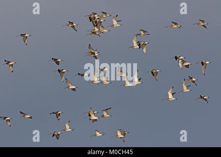 Gregge di Eurasian Curlew in volo in inverno iva Slimbridge WWT riserva REGNO UNITO Foto Stock