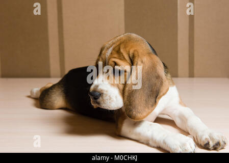 Cane Beagle posa sul pavimento e guardando verso il basso purtroppo Foto Stock