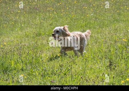 La Lola Cockapoo gode del sole in una Rivington buttercup campo di giallo e verde Foto Stock