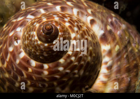 La fotografia subacquea Anilao Filippine, shell, a spirale Foto Stock