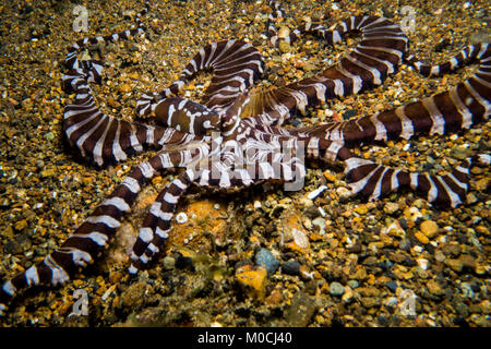 Subacquea, Anilao, Filippine, polpo, mimic octopus Foto Stock