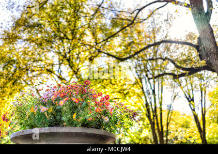 Manhattan NYC Central Park di New York City con ingrandimento di fiori in vaso decoro in autunno caduta stagione con giallo saturo vibranti fogliame degli alberi Foto Stock