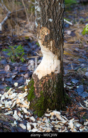 Beaver scolpiti tronco di albero nel mezzo di una foresta svedese Foto Stock