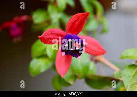 Colorata di rosso e viola fucsia, che fiorisce in estate. Foto Stock