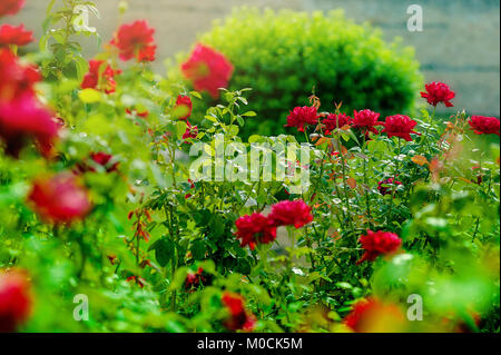 Giardino di rose. In fiore nel giardino rose Foto Stock