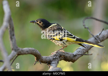 Regent Honeyeater Anthochaera frigia in pericolo critico fotografato nella foresta di Chiltern, Victoria, Australia Foto Stock