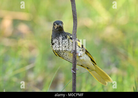 Regent Honeyeater Anthochaera frigia in pericolo critico fotografato nella foresta di Chiltern, Victoria, Australia Foto Stock