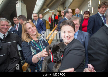 Ruth Davidson MSP con cucciolo in parlamento scozzese Pic Pietro Devlin Foto Stock