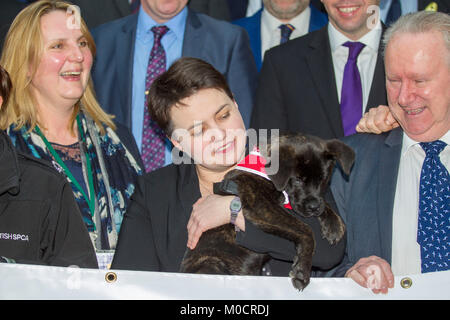 Ruth Davidson MSP con cucciolo in parlamento scozzese Pic Pietro Devlin Foto Stock