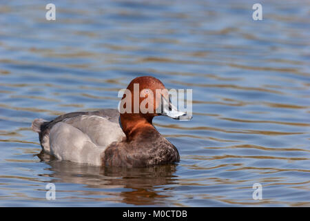 Pochard, Aythya ferina, singolo adulto maschio di nuoto. Presa di aprile. Pensthorpe, Norfolk, Regno Unito. Foto Stock