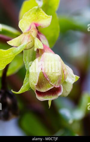 Primo piano dei fiori dell'hellebore fiorito invernale, Helleborus foetidus 'Wester Flisk Group' Foto Stock