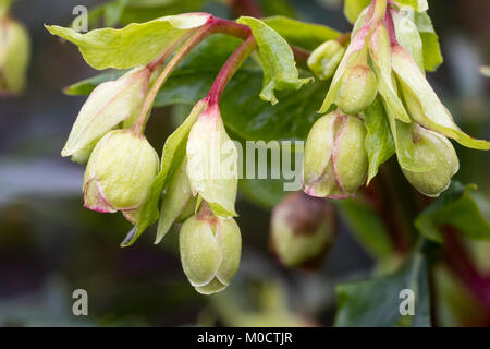 Primo piano dei fiori dell'hellebore fiorito invernale, Helleborus foetidus 'Wester Flisk Group' Foto Stock