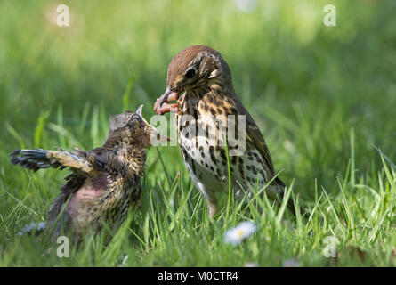 Tordo bottaccio, Turdus philomelos, singolo adulto alimentazione dei giovani con lombrico. Worcestershire, Regno Unito. Foto Stock