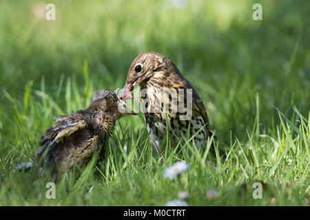 Tordo bottaccio, Turdus philomelos, singolo adulto alimentazione dei giovani con lombrico. Worcestershire, Regno Unito. Foto Stock