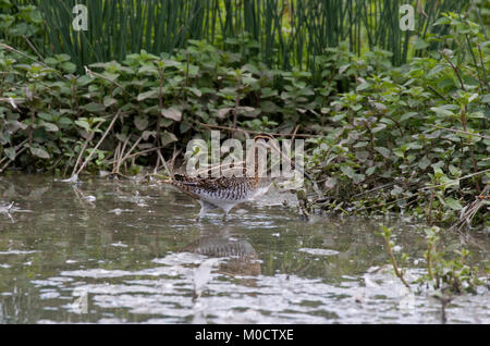 Beccaccino, Gallinago gallinago, singolo adulto il guado sul bordo del lago, Slimbride, Gloucestershire, UK. Foto Stock