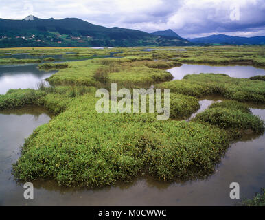 Ria de Gernika, Riserva della Biosfera di Urdaibai, Bizkaia, Paesi Baschi, Spagna, Europa Foto Stock