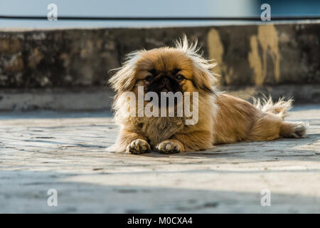 Inoltre Pekingese lion cane un antica razza cane giocattolo seduto sul pavimento, una somiglianza alla Cinese guardian Lions. Foto Stock