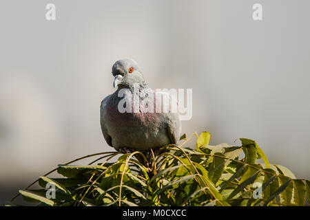 Colomba di roccia o pigeon seduto sulla parte superiore delle foglie verde Foto Stock