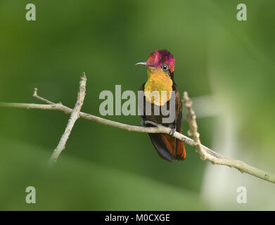 Topazio rubino - Chrysolampis mosquitus Foto Stock