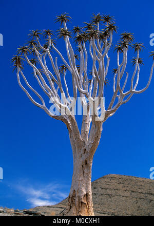 Altezza albero sfrondato in piedi in mezzo al deserto namibiano, Africa Foto Stock