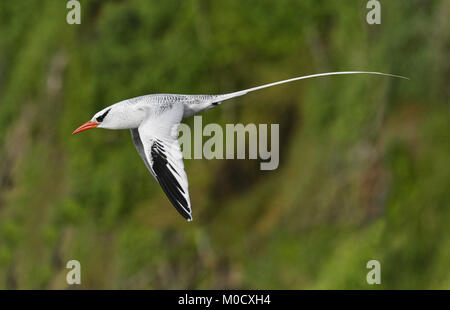 Rosso-fatturati Tropicbird - Phaethon aethereus Little Tobago Trinidad e Tobago Foto Stock