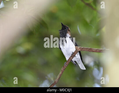 Barbuto Bellbird - Procnias averano Foto Stock