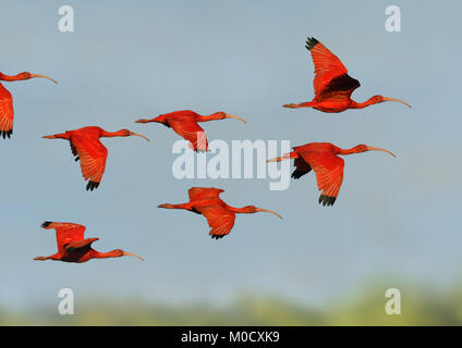 Scarlet Ibis - Eudocimus ruber Foto Stock