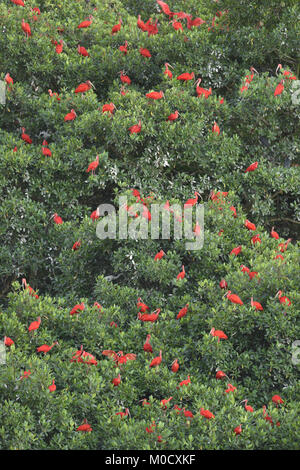 Scarlet Ibis - Eudocimus ruber Foto Stock