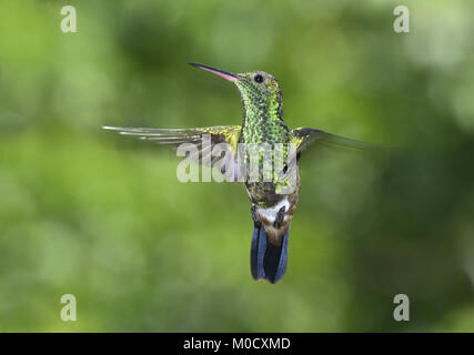 Rame-rumped Hummingbird - Amazilia tobaci Foto Stock