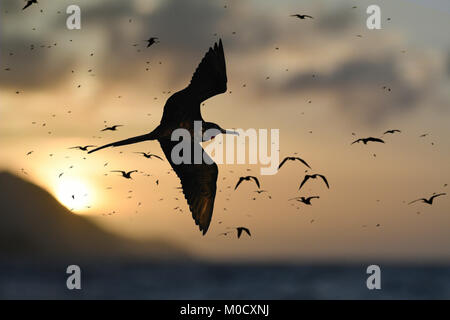 Magnifica Frigatebird - Fregata magnificens Foto Stock