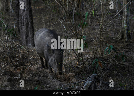 Indian Cinghiale - Sus scrofa cristatus, Sri Lanka Foto Stock