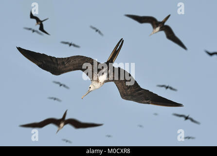 Magnifica Frigatebird - Fregata magnificens Foto Stock