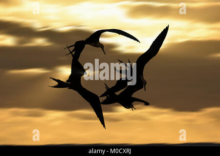 Magnifica Frigatebird - Fregata magnificens Foto Stock