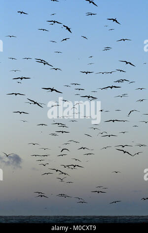 Magnifica Frigatebird - Fregata magnificens Foto Stock