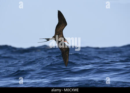 Magnifica Frigatebird - Fregata magnificens Foto Stock