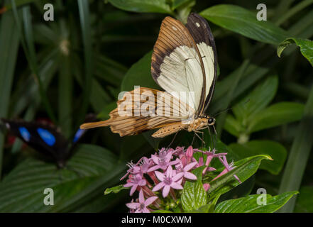 A coda di rondine africana arroccato su una foglia, close up Foto Stock