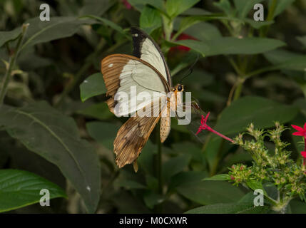 A coda di rondine africana arroccato su una foglia, close up Foto Stock