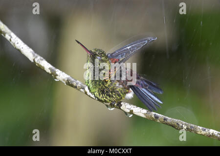 Rame-rumped Hummingbird - Amazilia tobaci Foto Stock