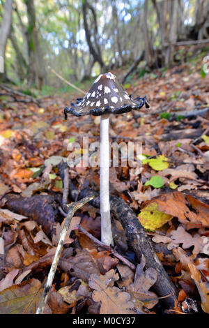 Gazza Inkcap - Coprinopsis picacea, Stoke legno, Oxfordshire Foto Stock