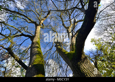 Coppia pollarded frassino - Fraxinus excelsior, sul confine del bosco, Stoke legno, Oxfordshire. Foto Stock