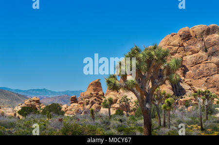 Joshua Tree paesaggio Foto Stock