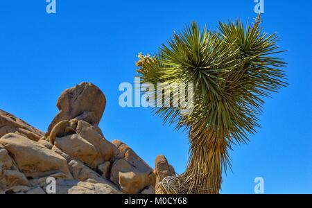 Joshua Tree paesaggio Foto Stock