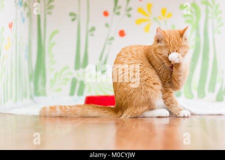 Red gattino seduto sul pavimento e lavaggio la sua lingua Foto Stock