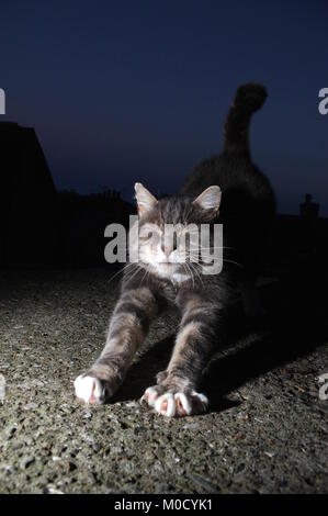 Tabby cat stretching all'aperto durante la notte Foto Stock