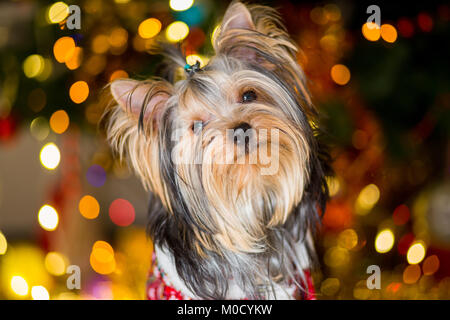 Yorkshire Terrier cane in una tuta a scacchi siede su un albero di Natale ghirlanda sfondo Foto Stock