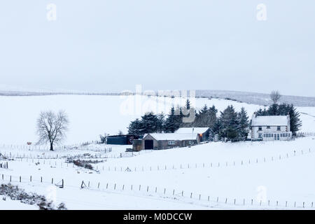 Denbighshire, Wales,, Regno Unito Meteo: come la neve continua a cadere alcuni oggi un westerly anteriore Atlantico porterà temperature più calde e la pioggia in seguito. La neve continua a cadere nelle colline e brughiere del Denbighshire con un Welsh pecore fattoria circondata da neve spessa su Mori Foto Stock